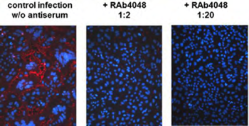 Нейтрализация инфекции сывороткой, полученной рекомбинантным sHeV G. Вирусные частицы окрашены красным RAb4048: антитела выработаны с рекомбинантным sHeV G произведенным LEXSY