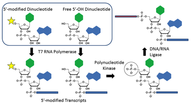 Мечение РНК с использованием инициаторных динуклеотидов