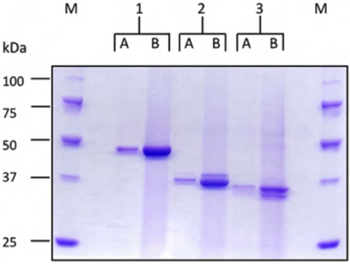 Trypanosoma brucei gambiense антигены, синтезированные LEXSY. 1: ISG65, 2: LiTat 1.3, 3: LiTat 1.5