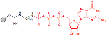 Иммобилизованный в агарозе гамма-Аминооктил-ГуанозинТрифосфат(GTP)