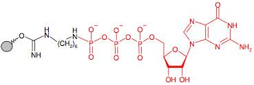 Иммобилизованный в агарозе гамма-Аминогексил-ГуанозинТрифосфат(GTP)