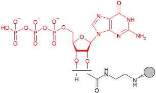 Иммобилизованный в агарозе EDA-ГуанозинТрифосфат(GTP)