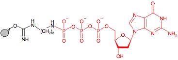 Иммобилизованный в агарозе гамма-Аминооктил - дезоксиГуанозин-Трифосфат(dGTP)