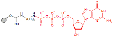 Иммобилизованный в агарозе гамма-Аминогексил-дезоксиГуанозинТрифосфат(dGTP)