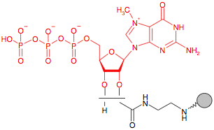 Иммобилизованный в агарозе EDA- 7-метил-Гуанозинтрифосфат (m7GTP)