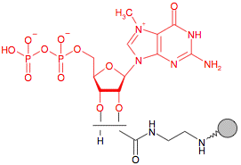 Иммобилизованный в агарозе EDA - 7-метил-Гуанозин-дифосфат (m7GDP)