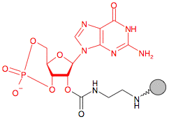 Иммобилизованный в агарозе EDA-циклический Гуанозинмонофосфат(cGMP/цГМФ)