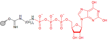 Иммобилизованный гамма-Аминогексил-XTP