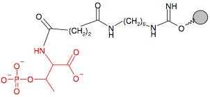 Иммобилизованный O-Фосфо-Треонин (C10-спейсер)