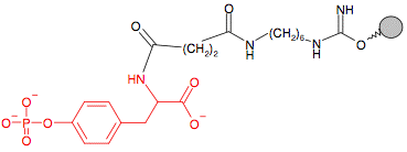 Иммобилизованный O-Фосфо-Тирозин (C10-спейсер)