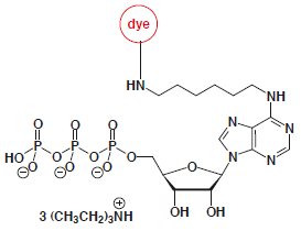 N6-Aminohexyl-ATP-dye