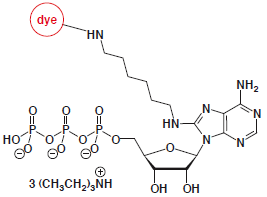 8-Aminohexyl-ATP-dye