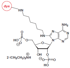 8-Aminohexyl-2'/5'-pAp-dye