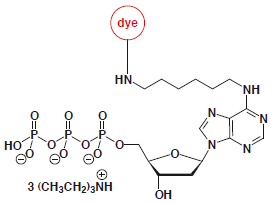 N6-Aminohexyl-dATP-dye