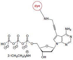 7-Propargylamino-7-deaza-dATP-dye