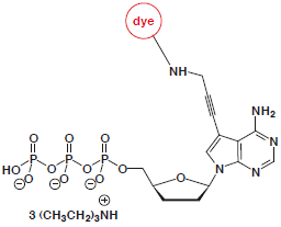 7-Propargylamino-7-deaza-ddATP-dye