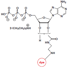 EDA-ATP-dye