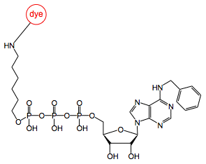 gamma-[6-Aminohexyl]-N6-Benzyl-ATP-dye