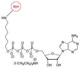 gamma-Aminohexyl-ATP-dye