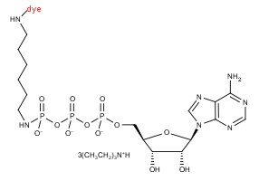 gamma-Aminohexyl-imido-ATP-dye