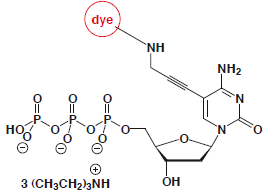 5-Propargylamino-dCTP-dye