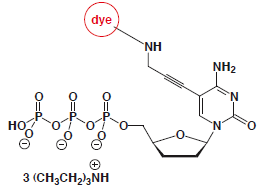5-Propargylamino-ddCTP-dye