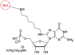 8-Aminohexyl-GMP-dye