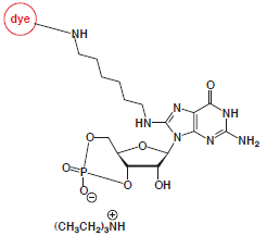 8-Aminohexyl-cGMP-dye