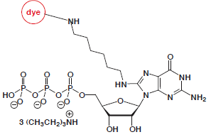 8-Aminohexyl-GTP-dye