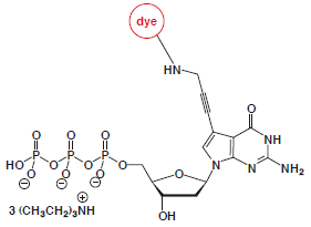 7-Propargylamino-7-deaza-dGTP-dye