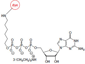gamma-Aminohexyl-GTP-dye