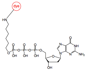 gamma-[(6-Amino)hexyl]-dGTP-dye