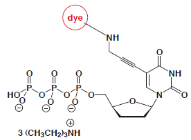 5-Propargylamino-ddUTP-dye