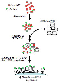 GTPase Activation Kits