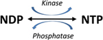 преобразование NTP/NDP киназами и фосфатазами