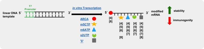 mRNA Modification