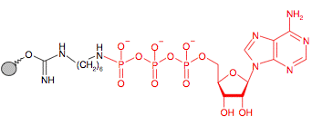 Иммобилизованный в агарозе гамма-Аминогексил-Аденозинтрифосфат(АТФ)