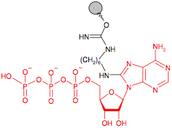 Иммобилизованный в агарозе 8-Аминооктил - Аденозин-трифосфат(АТФ) 