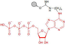 Иммобилизованный в агарозе N6-Аминогексил-Аденозинтрифосфат(АТФ) 