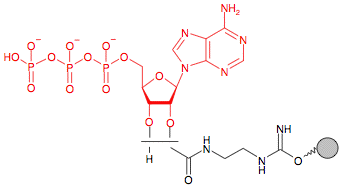 Иммобилизованный в агарозе EDA-Аденозинтрифосфат(АТФ) 