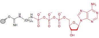 Иммобилизованный в агарозе гамма-Аминооктил - дезокси-Аденозинтрифосфат(dATP)