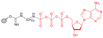 Иммобилизованный в агарозе гамма-Аминогексил-дезоксиАденозинтрифосфат(dATP) 