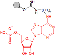 Иммобилизованный в агарозе N6-Аминогексил-Аденозин-монофосфат (AMP)