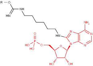 Иммобилизованный в агарозе 8-Аминогексил-Аденозинмонофосфат(AMP)