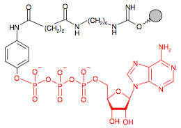 Иммобилизованный гамма-Аминофенил-АТФ (C10-spacer)