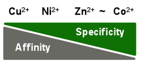 Аффинная хроматография - Сродство His-меченых белков vs. Специфичность по отношению к ионам металлов